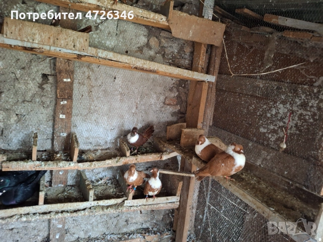 Гълъби чирпански, снимка 3 - Гълъби - 53323507