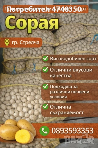 Картофи за семе, сорт “Сорая”