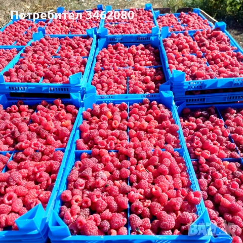 Разсад Малини, снимка 3 - Разсади - 52427655