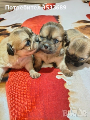 Продавам малки пекита, снимка 10 - Пекинез - 53537838