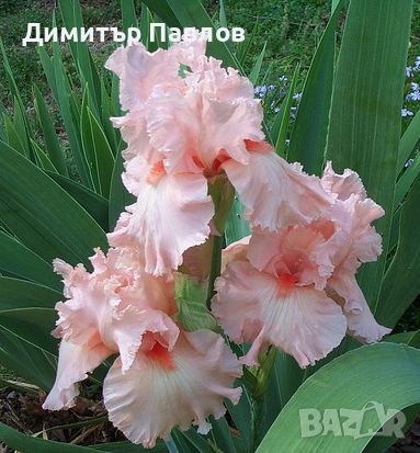 Перуника,ирис - различни цветове високи ароматни, снимка 3 - Градински цветя и растения - 37148734