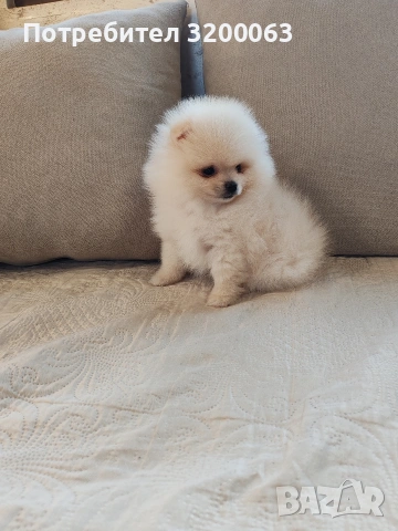 Померан мини померанчета , снимка 5 - Померан - 53726000