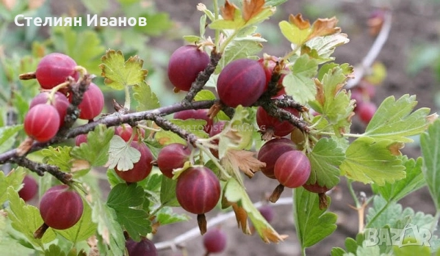 Цариградско грозде (Ribes uva-crispa) - бяло, снимка 4 - Градински цветя и растения - 52354379