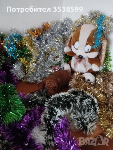 Мини и Той Пуделчета ., снимка 5 - Пудели - 52898082