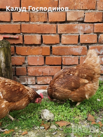 Продавам кокошки, снимка 2 - Кокошки и пуйки - 53584091