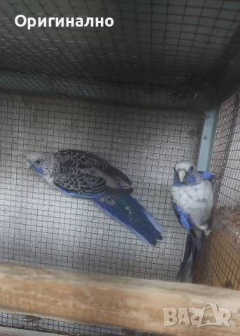 пенантови розели сини , снимка 5 - Папагали - 52184544