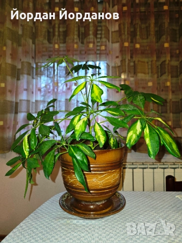 Продавам шефлера