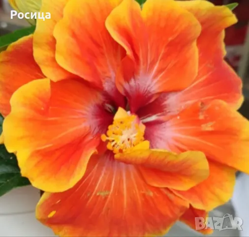 китайска роза