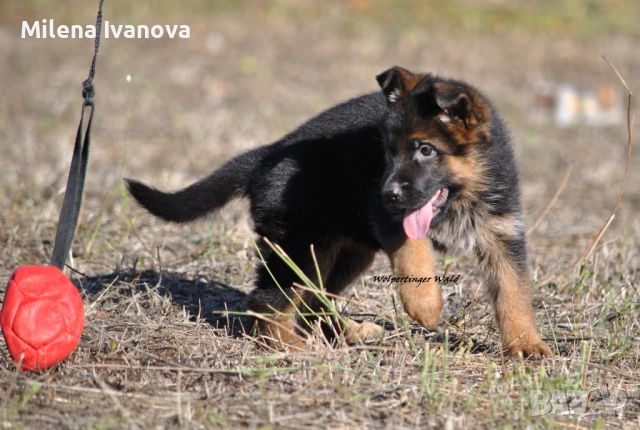 Отлично мъжко куче за разплод , снимка 8 - Немска овчарка - 51534737