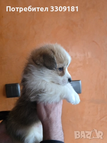 Уелско Корги , снимка 5 - Други - 54006742