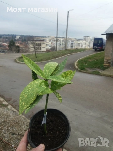 Аукуба - aucuba, снимка 5 - Градински цветя и растения - 53650411