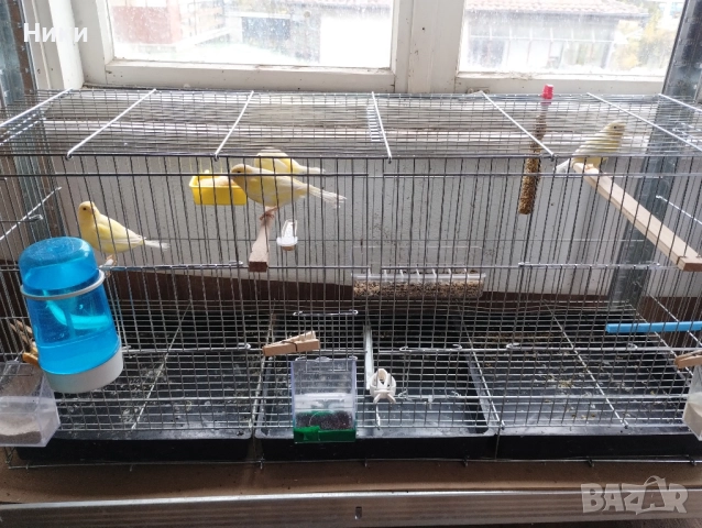 канарчета, снимка 3 - Канари - 51575946