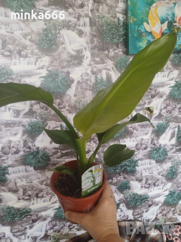 Сгрелиция, снимка 4 - Стайни растения - 53955427