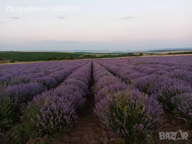 Лавандулово масло , снимка 1 - Други - 49400391