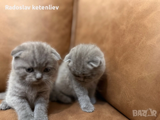 Шотландска клепоуха , снимка 12 - Британска късокосместа - 52379618