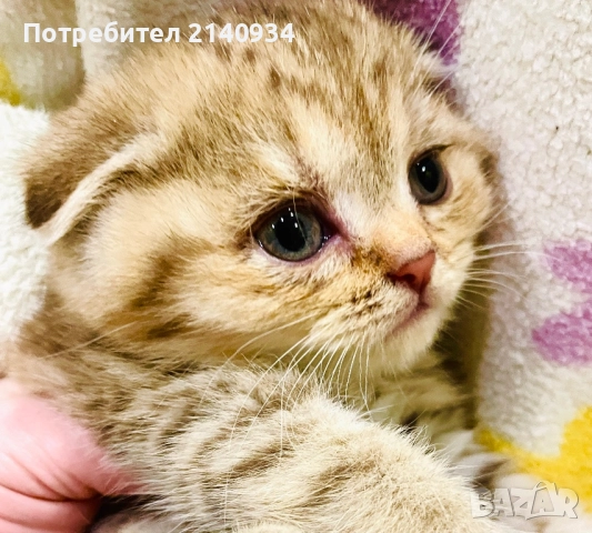 Шотландско клепоухо, златна чинчила, момиче. Къмокосместо, снимка 4 - Чинчили - 52997395