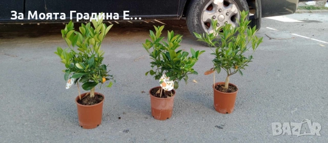 Цитрусови растения 8 вида – Лимон , Портокал , Мандарина, Грейфрут  , снимка 9 - Градински цветя и растения - 53623168