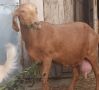 Нубийски пръч и козичка на 7м,коза,кози, снимка 3