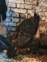 Пуйки порода Артисан , снимка 5