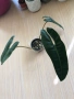 Philodendron Billietiae , снимка 4