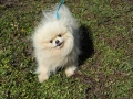 Красив мъжки померан мини, снимка 5