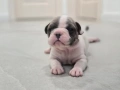 Френски булдог, снимка 1