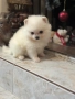 Померан мини , снимка 7