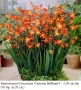 КРОКОСМИЯ (Crocosmia) сортове – луковици, снимка 7