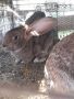 Продавам зайци- едри породи само, снимка 1 - Други животни - 45168851