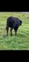 Мъжки телета , снимка 1 - Крави - 45241251