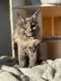 Мейн кун котенца / Мейн куун котенца / Maine coon kittens, снимка 7