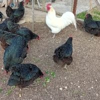 Продавам яйца, снимка 5 - Кокошки и пуйки - 45268922