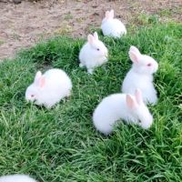 Зайци зайчета заек, снимка 2 - Други животни - 45700896