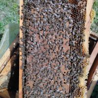 Пчелни семейства , снимка 3 - За пчели - 45602678