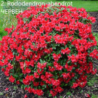 Рододендрон, снимка 2 - Градински цветя и растения - 40040589