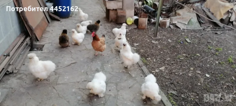 ЯЙЦА ЗА ЛЮПЕНЕ ОТ КОКОШКИ КОПРИНКИ, снимка 1