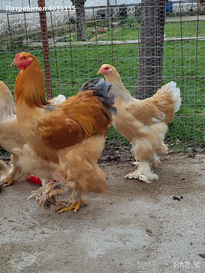 Брама Лимон, снимка 1