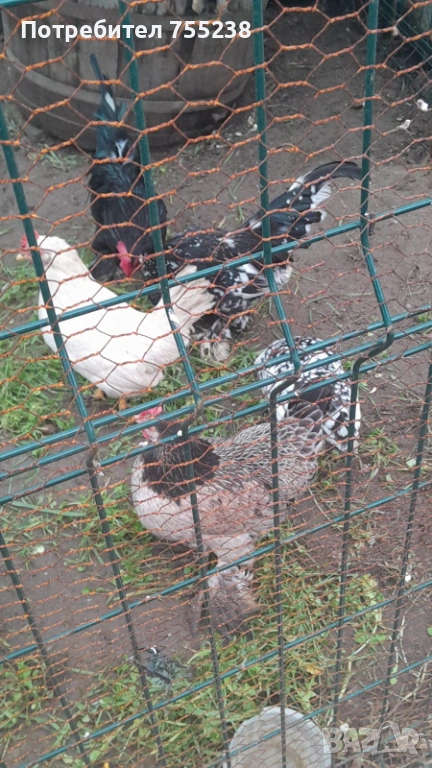 Продавам или заменям Петли , снимка 1