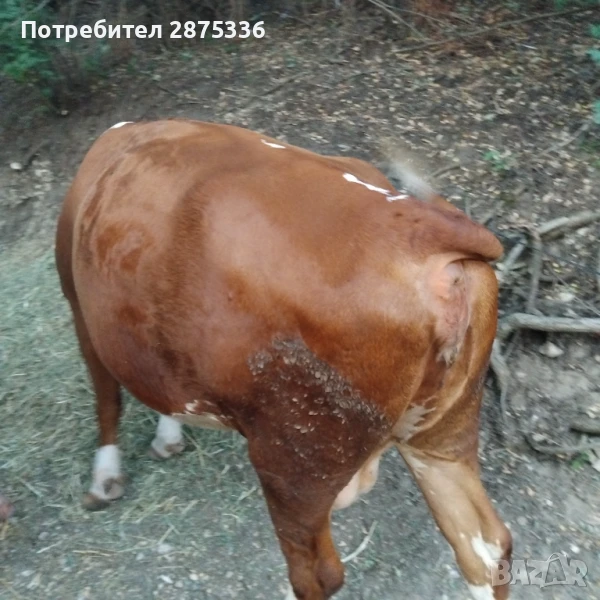 Продавам крави заплодени и юница, снимка 1