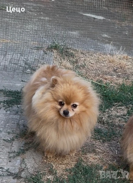 Померан , снимка 1