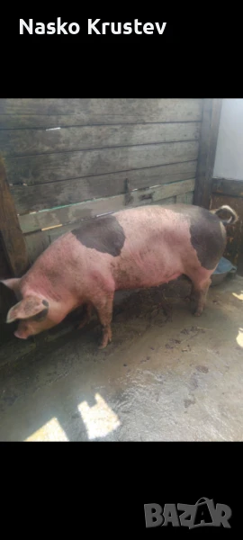 Продавам Прасета Млада Юничка/Крава, снимка 1