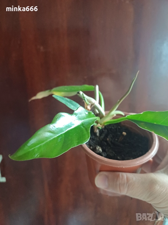 Вариегатен филодендрон, снимка 1