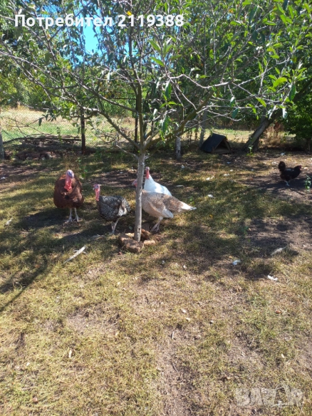 Женски и мъжки пуйки,миналогодишни, снимка 1