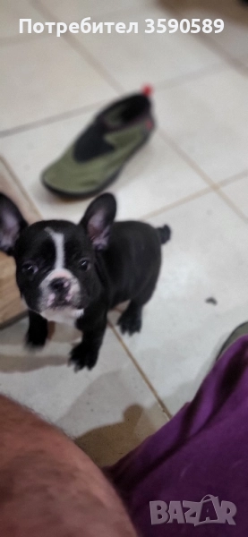 2 момичета Френски булдог , снимка 1