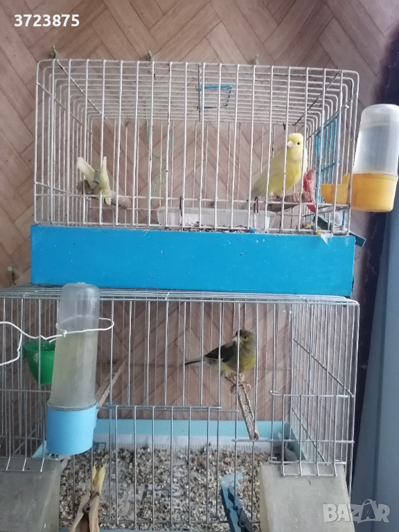 Канари, снимка 1