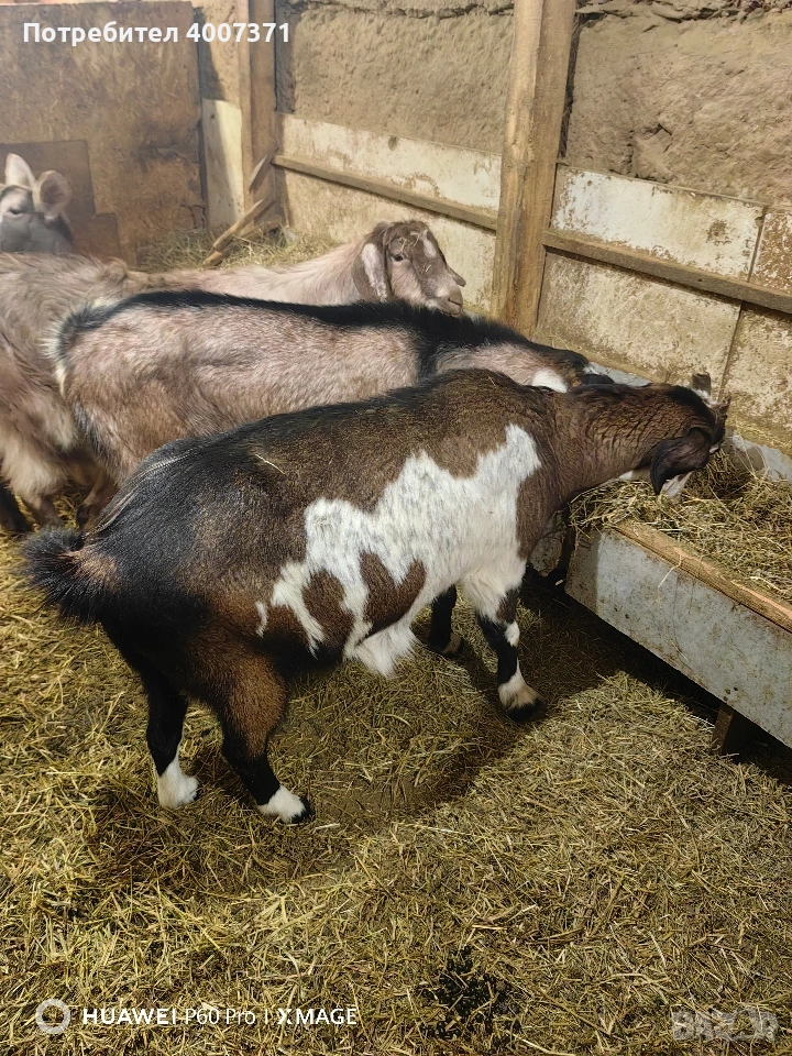 4 кози и чистокръвен англонубийски пръч , снимка 1