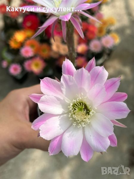 Продавам кактуси вид Echinopsis Hybrid розов, снимка 1