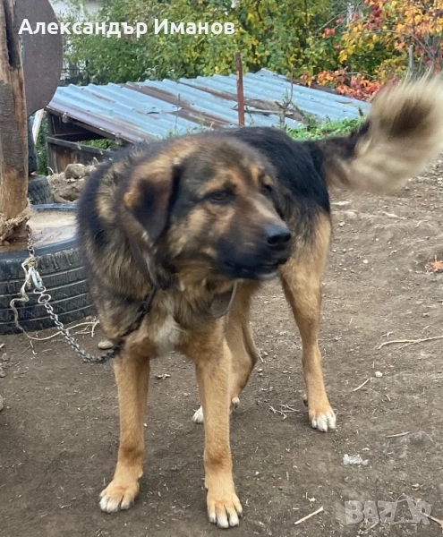 Подарявам куче, снимка 1