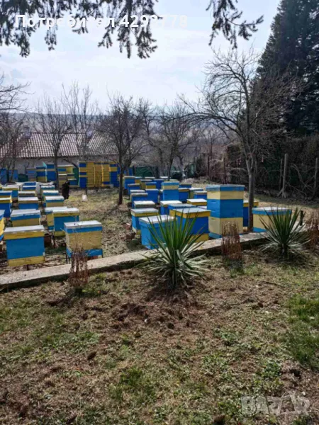 Пчелни кошери, снимка 1