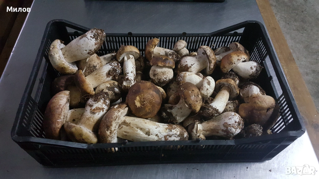 Гъби Замразена Манатарка, снимка 1